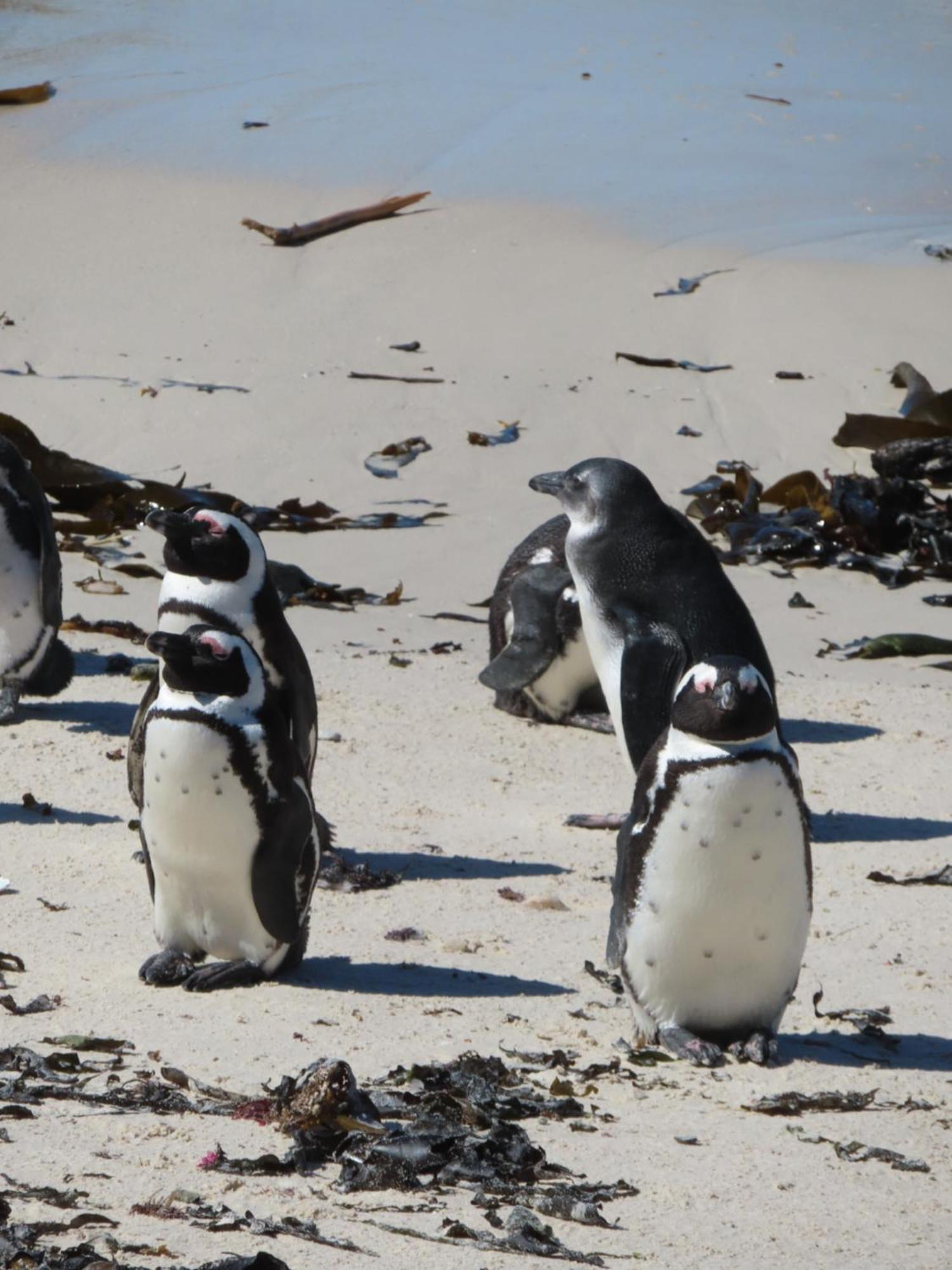 Appartamento Bonne Esperance, Simonʼs Town Esterno foto
