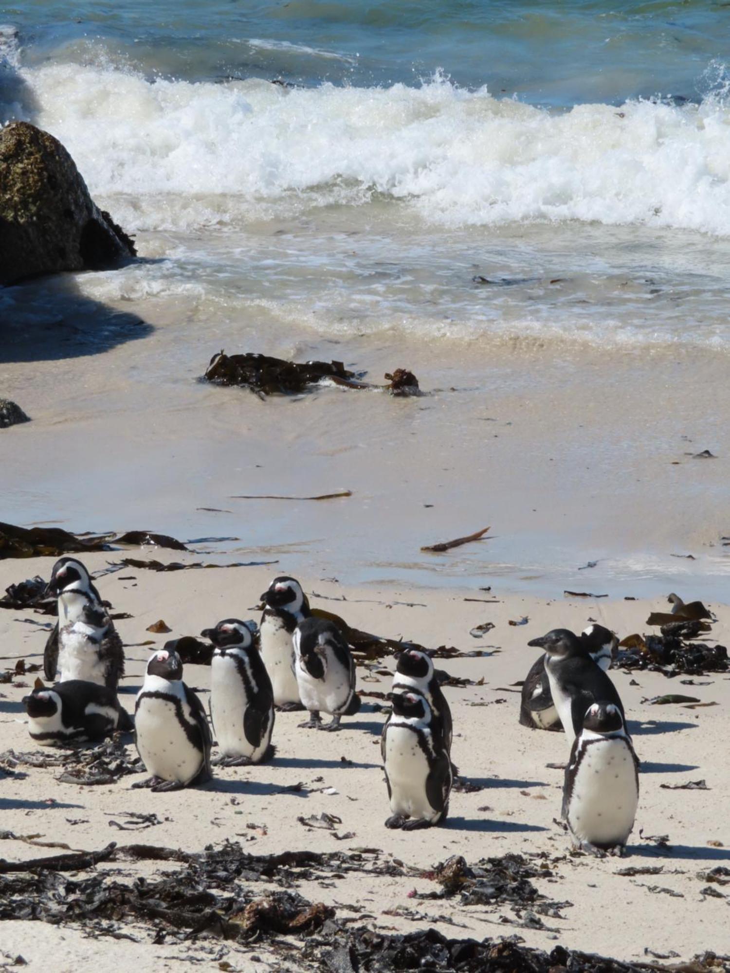 Appartamento Bonne Esperance, Simonʼs Town Esterno foto